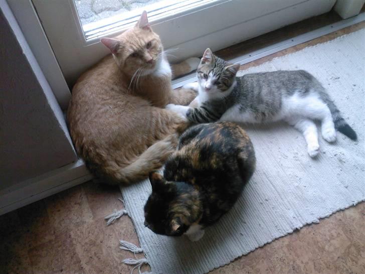 Blanding af racer Bette Ruth - Her er alle 3, Bandit, Bette Ruth & Ib billede 7