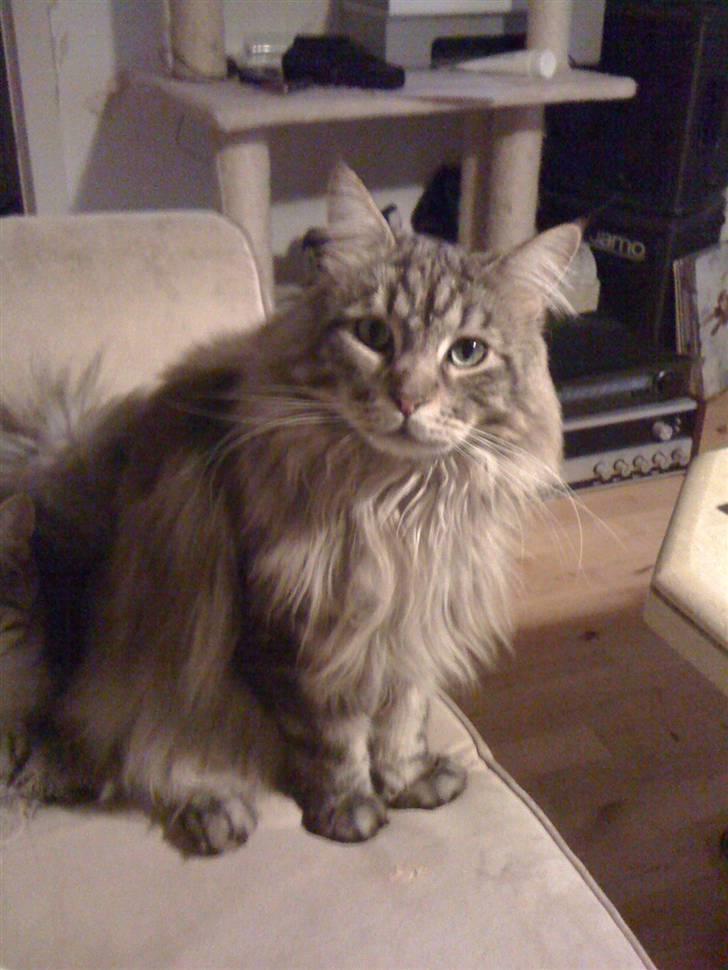 Maine Coon mercy - hejsa billede 5