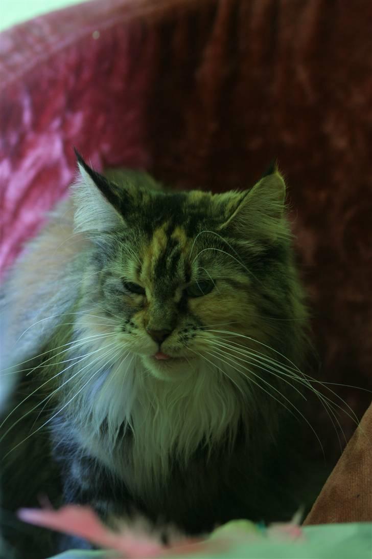 Maine Coon Tournesol´s Lucia † DØD † billede 10