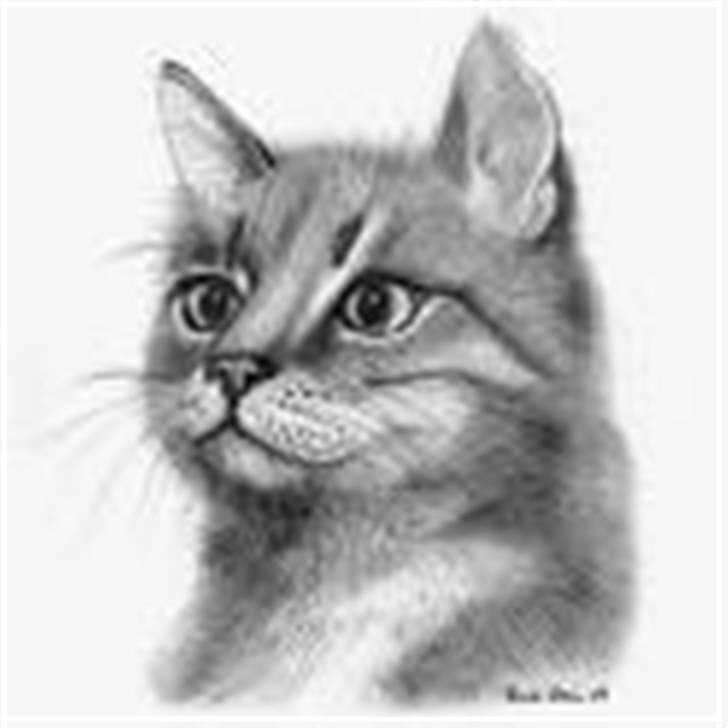 Huskat Mie billede 1