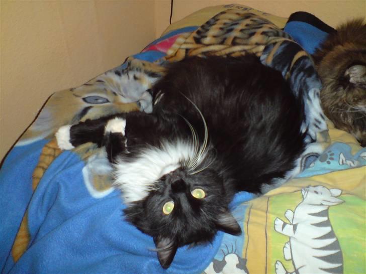 Sibirisk Kat Irakim Vom Schloss Pavi.. billede 1