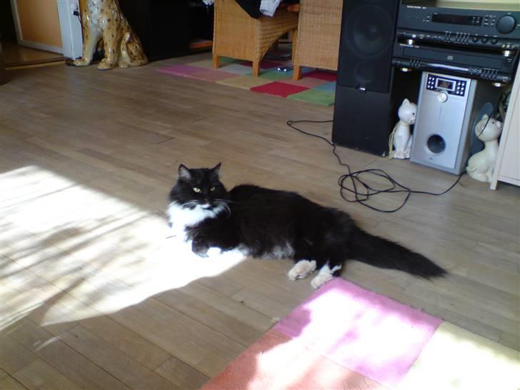 Sibirisk Kat Irakim Vom Schloss Pavi.. billede 2