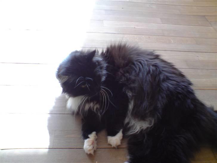 Sibirisk Kat Irakim Vom Schloss Pavi.. billede 3