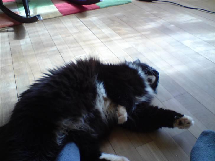 Sibirisk Kat Irakim Vom Schloss Pavi.. billede 4