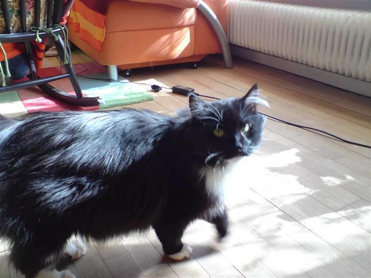 Sibirisk Kat Irakim Vom Schloss Pavi.. billede 6