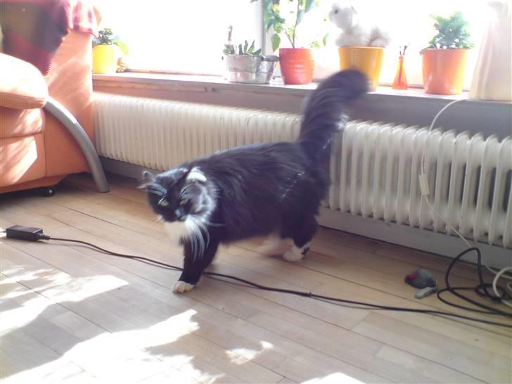 Sibirisk Kat Irakim Vom Schloss Pavi.. billede 7