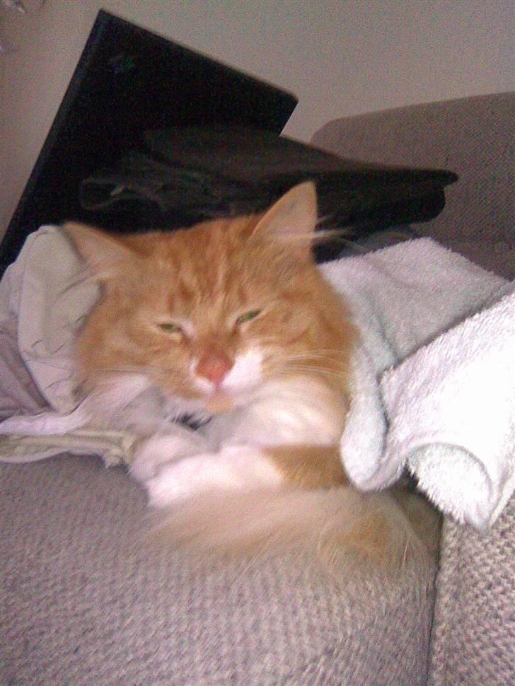 Blanding af racer Felix - jeg har lagt mig i alt det nyvaskede vasketøj billede 10