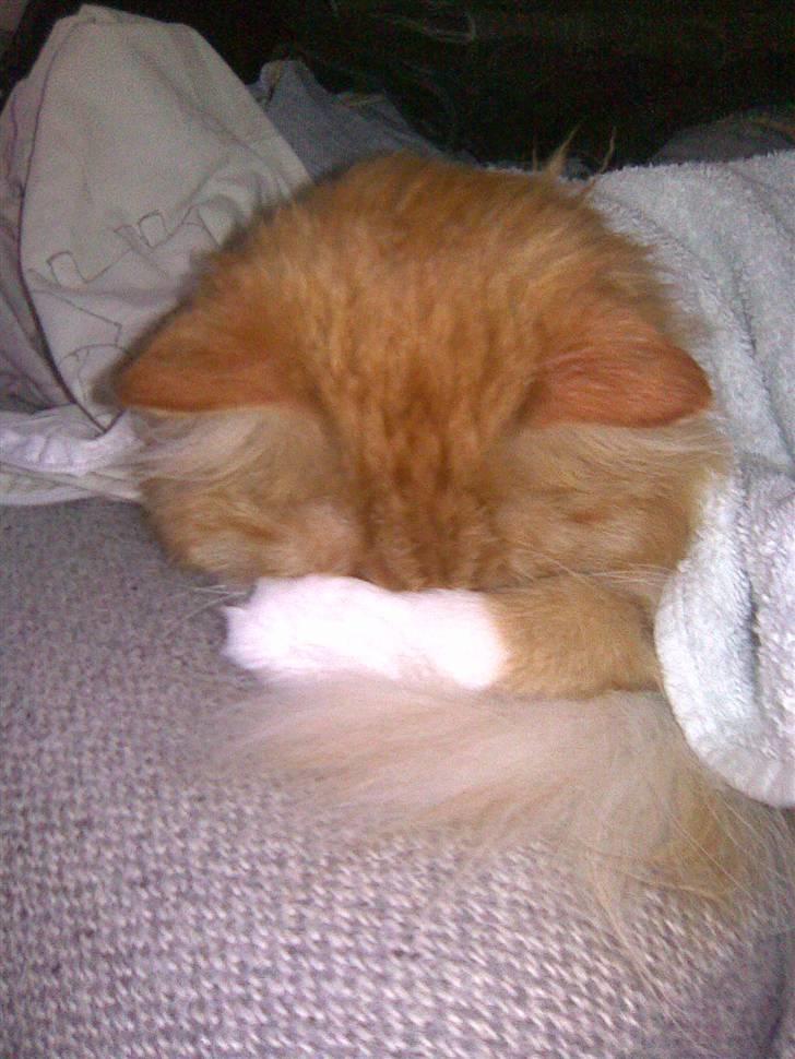 Blanding af racer Felix - har jeg også væltet det? ups! jeg gemmer mig så kan hun ikke se mig! billede 11