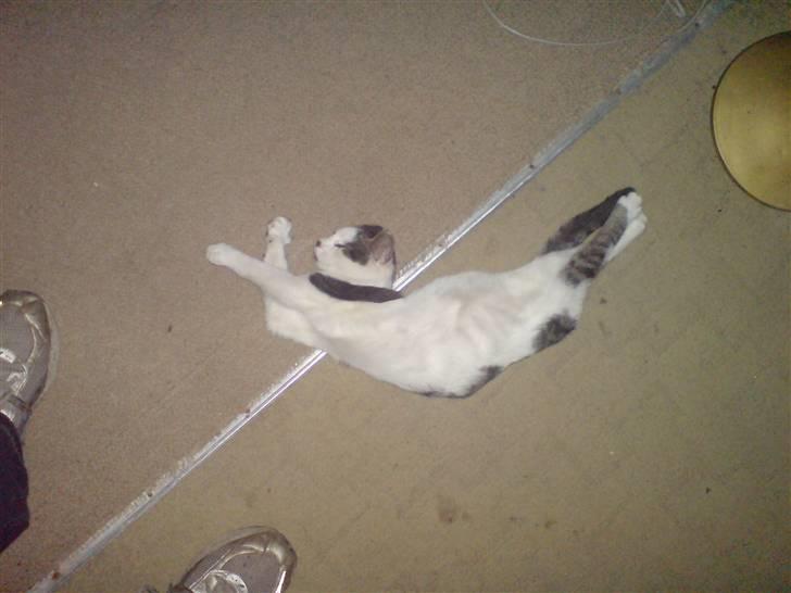 Huskat putte - nej se hvad jeg kan det kan i bare ikke for det har min mor lært mig og det er nået af det beste jeg hved det er at ligger sådan her på min egen måde uden mor driller mig hele tiden. Fotograf Heidi billede 3