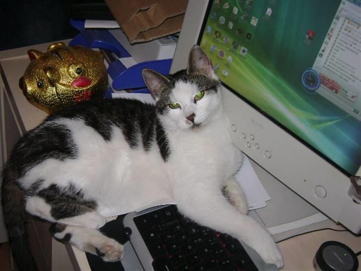 Huskat putte - haha her kan jeg bare sove til i morgen tidlig hihi. Fotograf Heidi billede 4