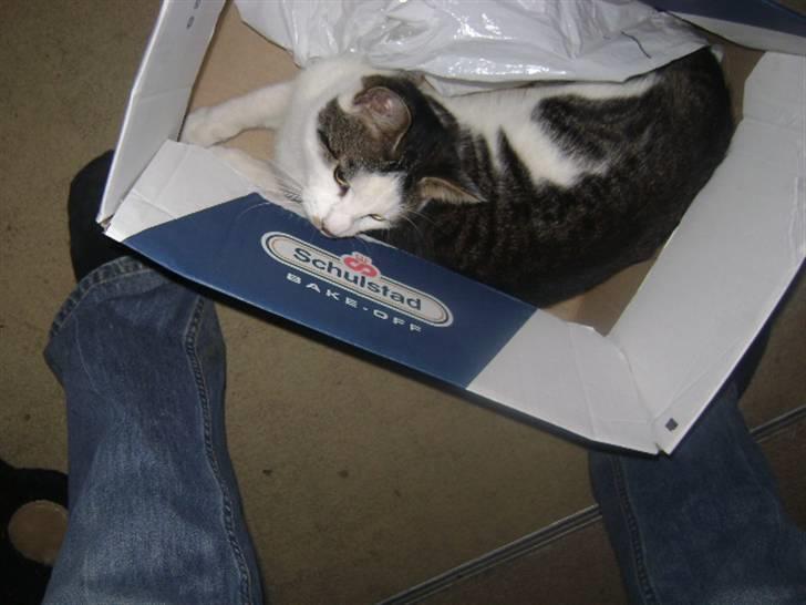 Huskat putte - her ligger jeg sammen med min bror sorte mis. Fotograf Heidi billede 5