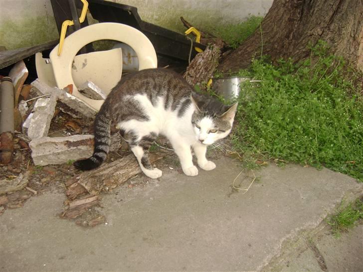 Huskat putte - haha haps der har jeg fået nået pizza og det er nået af det beste jeg hved nemlig pitzza fra min mad far. Fotograf Heidi billede 6