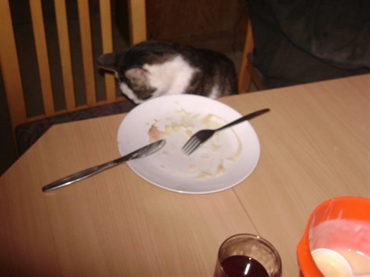 Huskat putte - pizza haps det er desvære mit og jwg bliver maget glad for min pitzza hves i lager mig være i fred . Fotograf Heidi billede 7