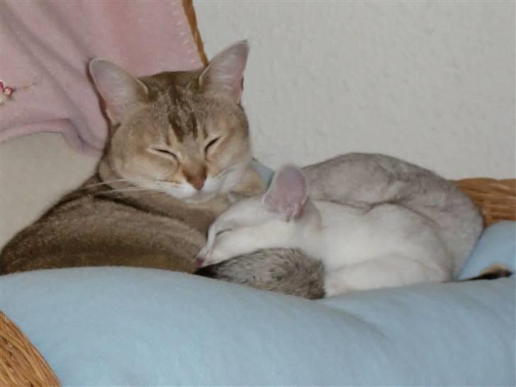 Burmilla Dominique og Duchess - Se hvor vi hygger, min og Duchess billede 1