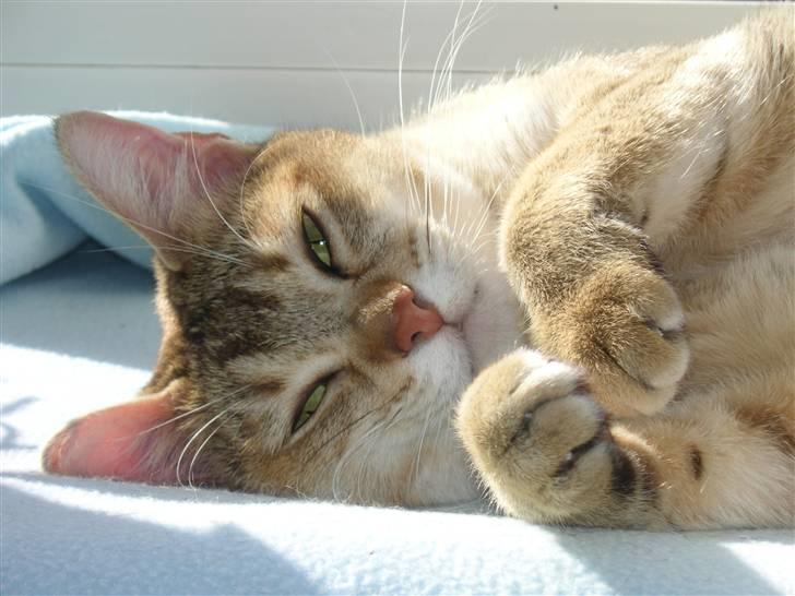 Burmilla Dominique og Duchess - Duchess slapper af i solen. billede 2