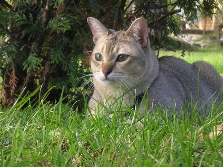 Burmilla Dominique og Duchess - Dominique nyder livet. Desværre mistede vi Dominique den. 06.07.2009, så han er gået over regnbuen til de evige katteenge. Vi vil altid huske de mange gode timer vi havde sammen. Dominique vil altid være med os. billede 3