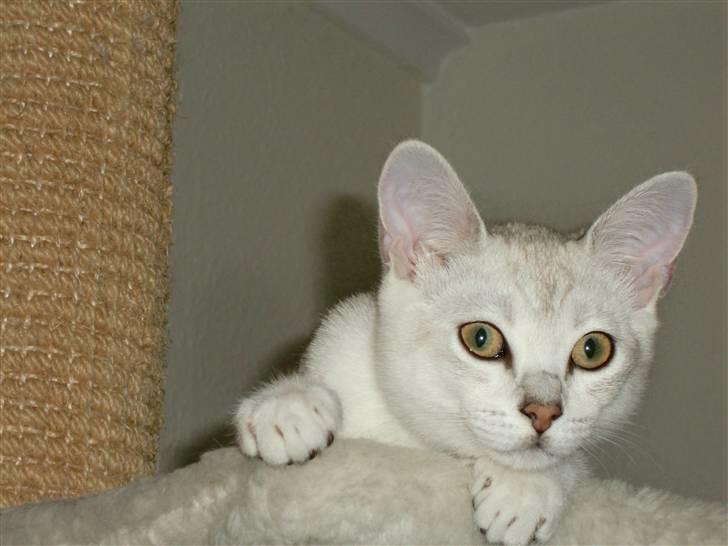 Burmilla Dominique og Duchess - Vi har så fået Wilbur som også er en Burmilla, men en silver. Han er født den 01.07.2009 og en dejlig hankat. billede 4