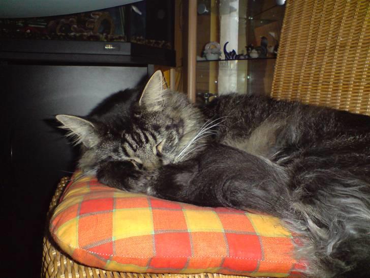 Maine Coon Mystery Coon's Stinger billede 1