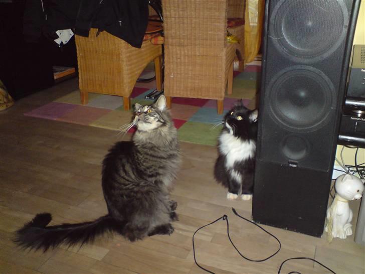 Maine Coon Mystery Coon's Stinger billede 2