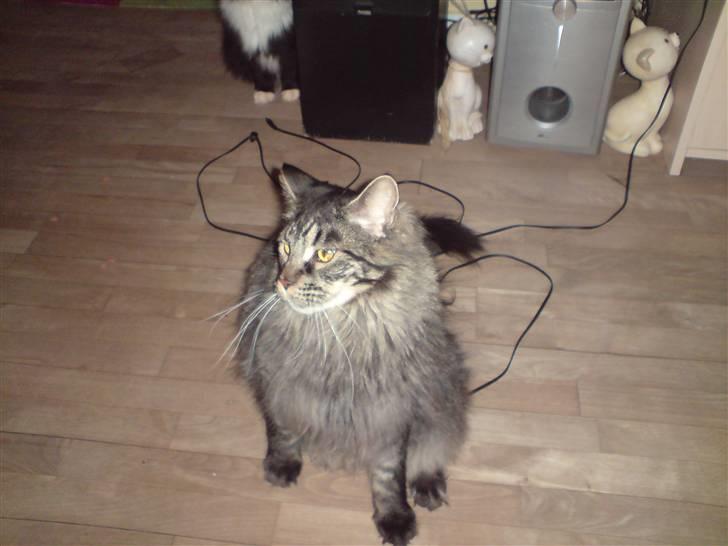 Maine Coon Mystery Coon's Stinger billede 3
