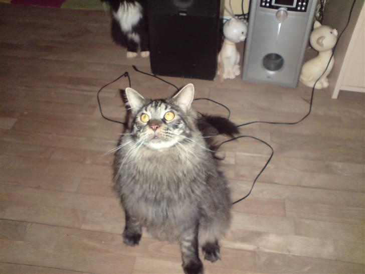Maine Coon Mystery Coon's Stinger billede 4