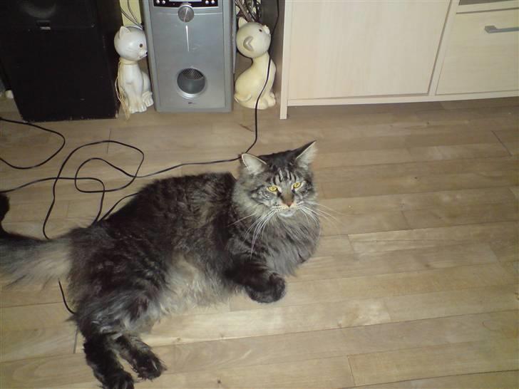 Maine Coon Mystery Coon's Stinger billede 5