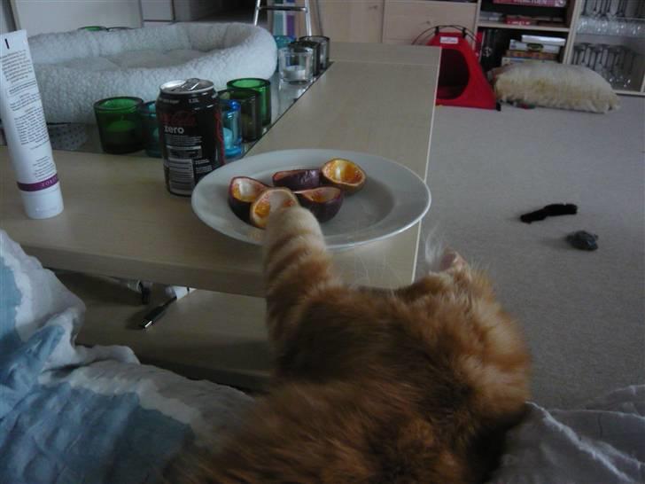 Maine Coon Ramses - Jeg kan liiiiiiiiiiiiiiiiiiige nå mens mor kigger væk...  billede 16