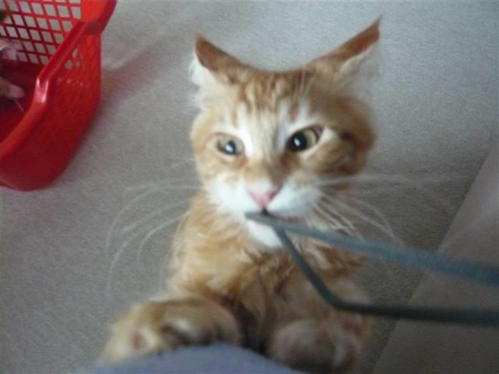 Maine Coon Ramses - Alien og Predator en og samme mis... billede 17