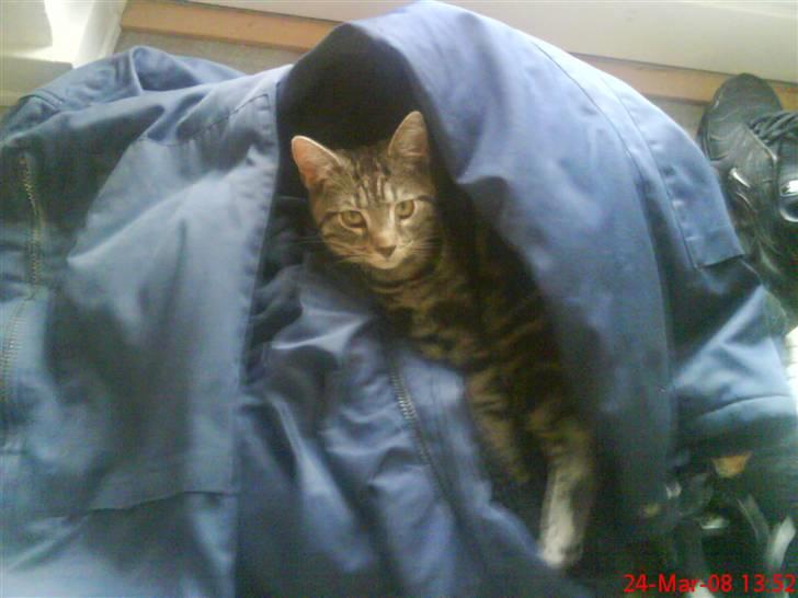 Blanding af racer Diablo ** I Himlen ** - Ligger i far´s kædeldragt og putter (: billede 9