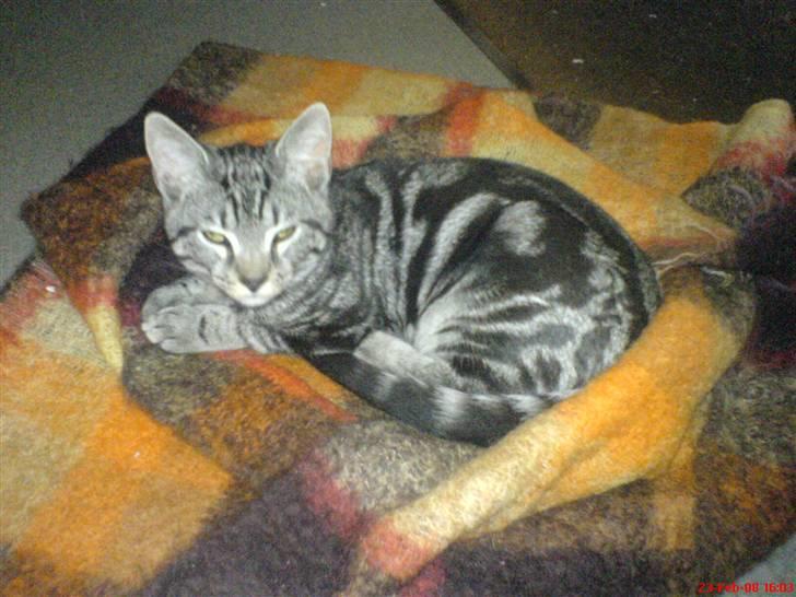 Blanding af racer Diablo ** I Himlen ** - Tager du nu billed igen mor ? billede 10