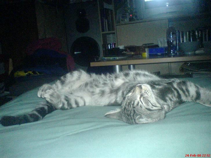 Blanding af racer Diablo ** I Himlen ** - Aaah dejligt ... billede 11