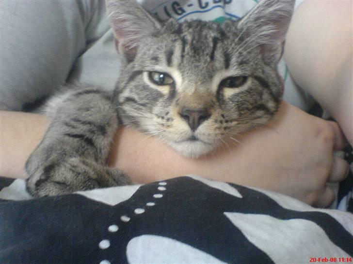 Blanding af racer Diablo ** I Himlen ** - Ligger i mor´s ar og putter.. billede 12