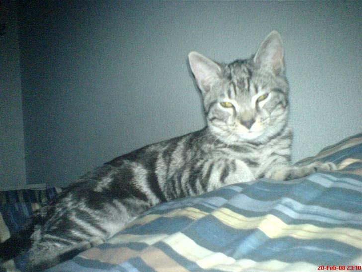 Blanding af racer Diablo ** I Himlen ** - Ligger på far , inden vi ska sove .. billede 13