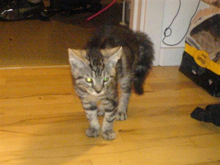 Blanding af racer Diablo ** I Himlen ** - HJÆLP, der er en hund .. Petter havde en hund med på besøg... billede 14