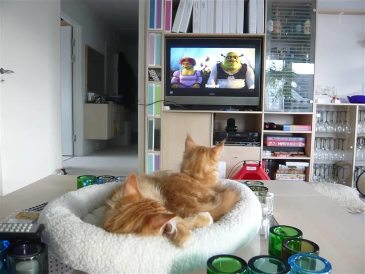 Maine Coon Ramses - Hele familien ser Shrek 2 - "Puuuuuus in boots" er idolet over alle idoler... billede 18