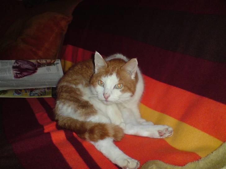 Huskat Rocky (Hvil I Fred) billede 1