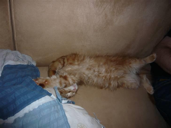 Maine Coon Ramses - Enten er der gået Gilderoy Lockhart i min kat eller også er Ramses lavet af gummi... billede 19