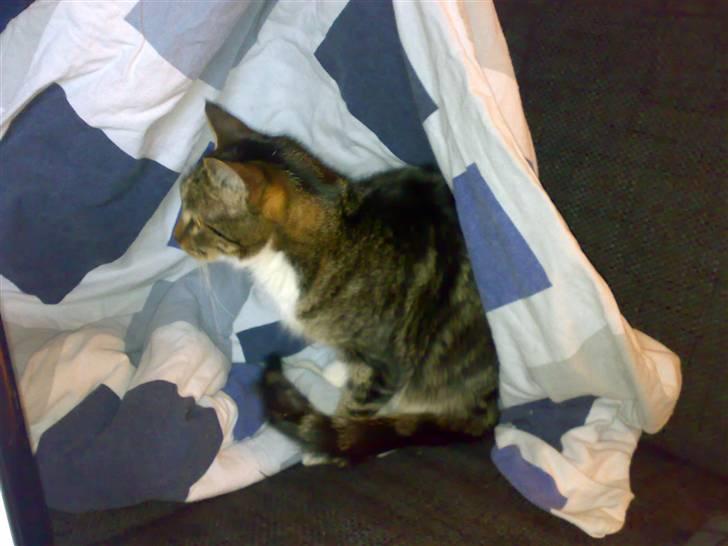 Huskat Mezzi *bortgivet* - Nogle gange må man løfte op i dynen for at se sin kat. billede 1