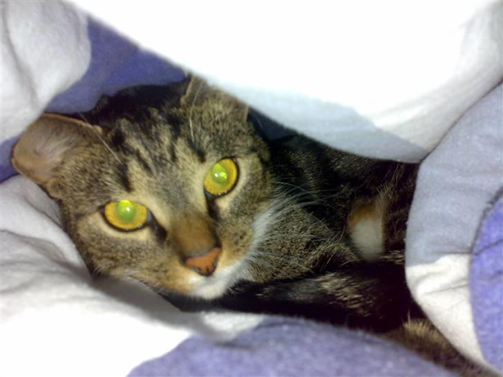 Huskat Mezzi *bortgivet* - Her er dejligt varmt og hyggeligt. billede 2