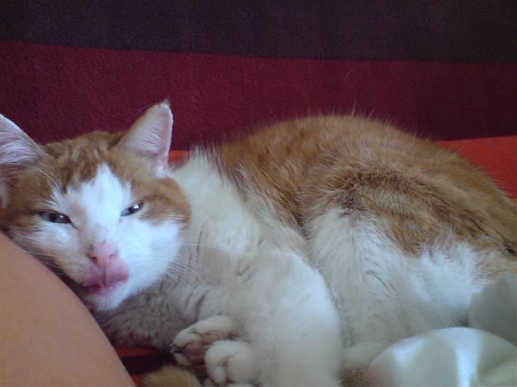 Huskat Rocky (Hvil I Fred) billede 2