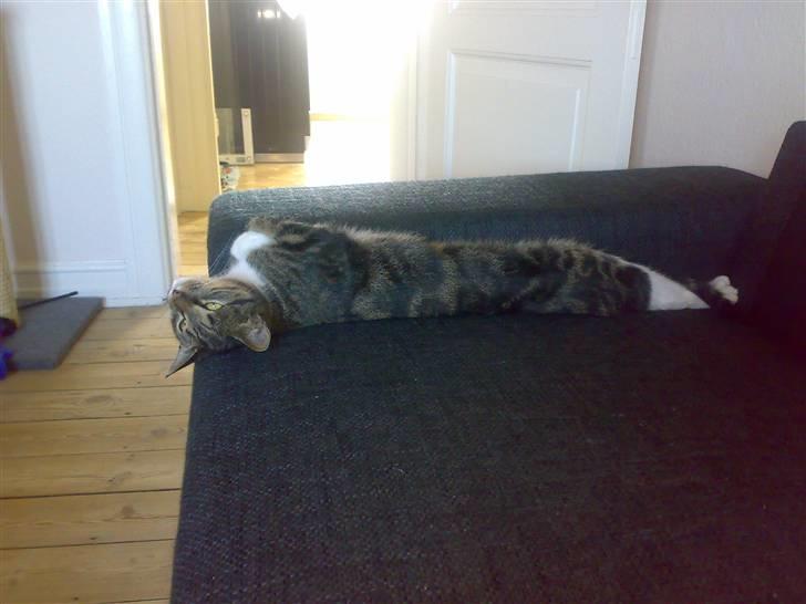 Huskat Mezzi *bortgivet* - Det lange sugerør som moren kalder mig. billede 3