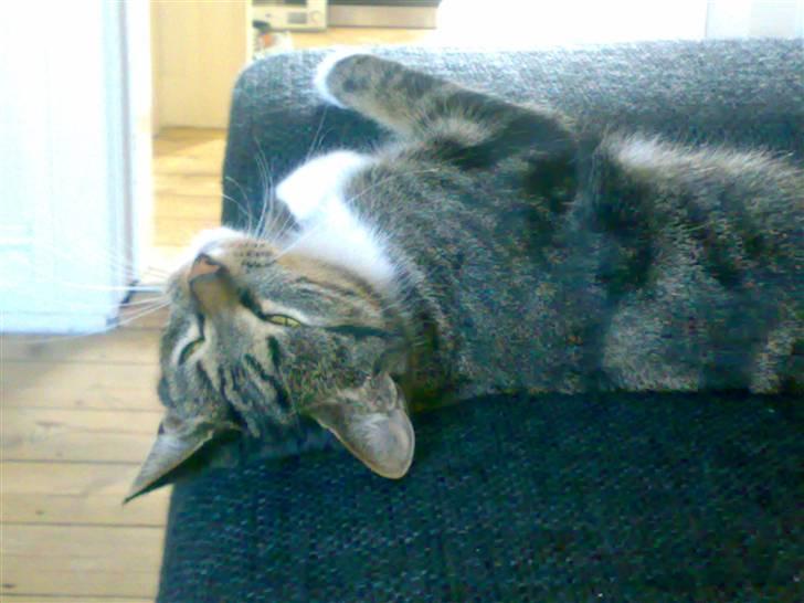 Huskat Mezzi *bortgivet* - Jeg er ret sød... billede 4