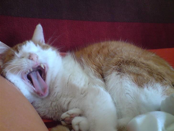 Huskat Rocky (Hvil I Fred) billede 3