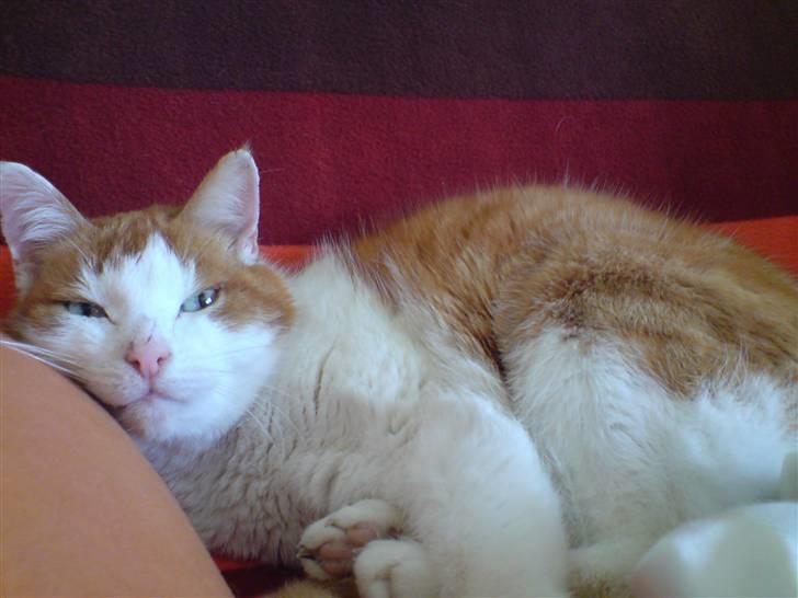 Huskat Rocky (Hvil I Fred) billede 4