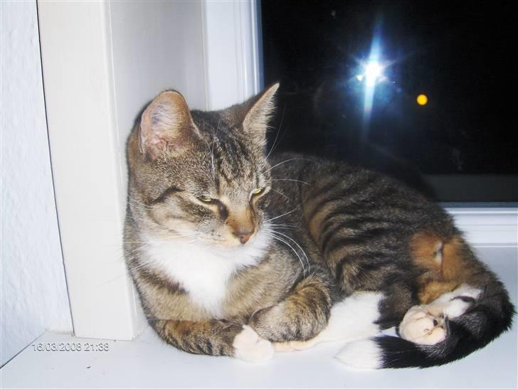 Blanding af racer Speedy - igen på sin plads ;) billede 9