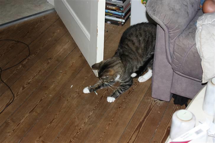 Blanding af racer Speedy billede 10