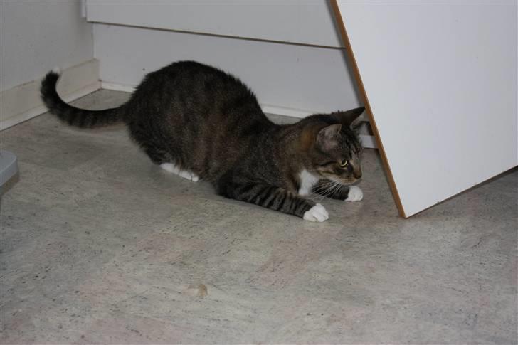 Blanding af racer Speedy billede 11