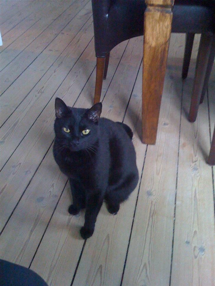 Huskat Zuma - Min mors telefon siger miaw når hun tager billeder, mon hun har gemt en kat derinde??? billede 1