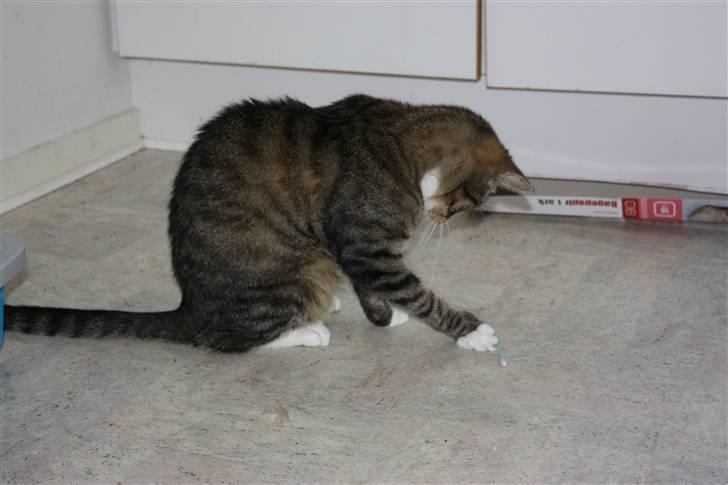 Blanding af racer Speedy billede 12