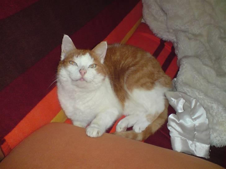 Huskat Rocky (Hvil I Fred) billede 5